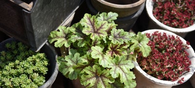 Heuchera.jpeg