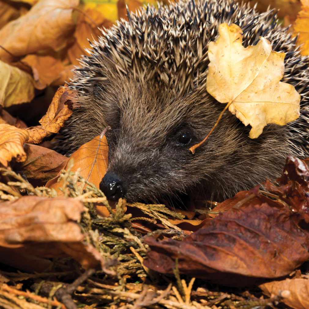 Attracting wildlife to your garden