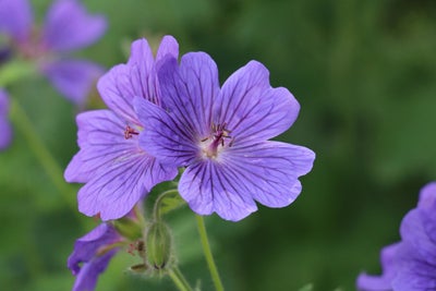 Hardy_geranium.jpg