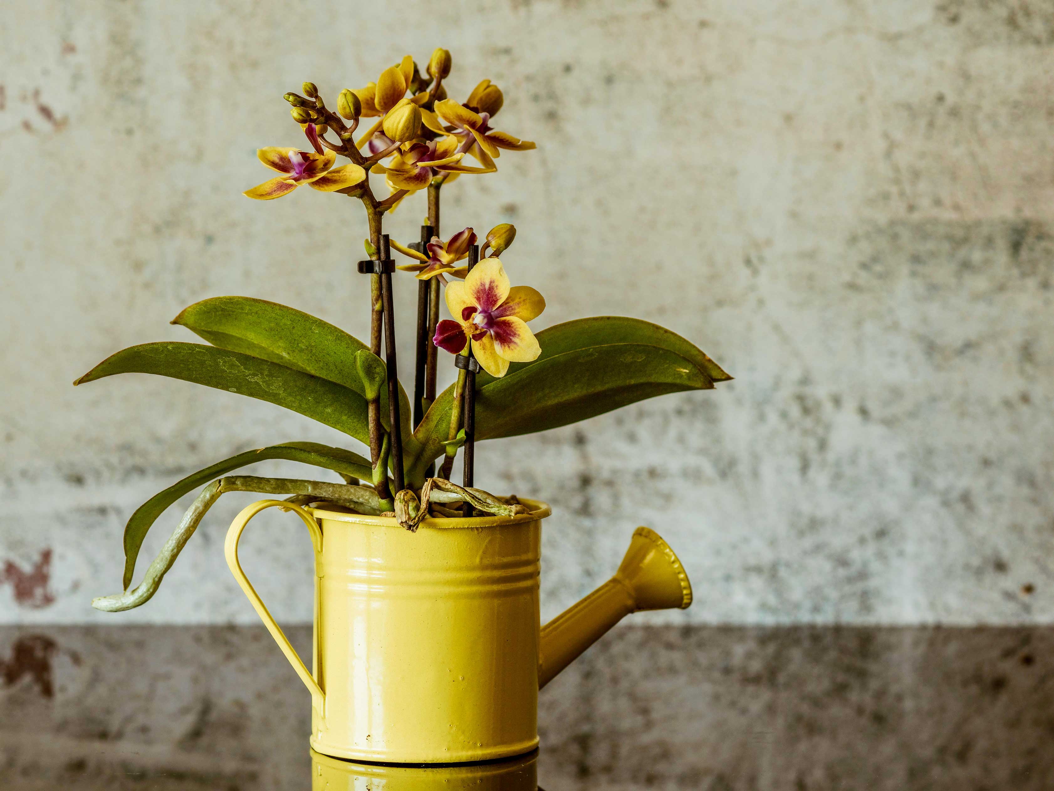 orchid-feed.jpg