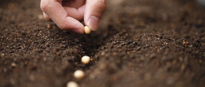 8.Planting_seeds.jpeg