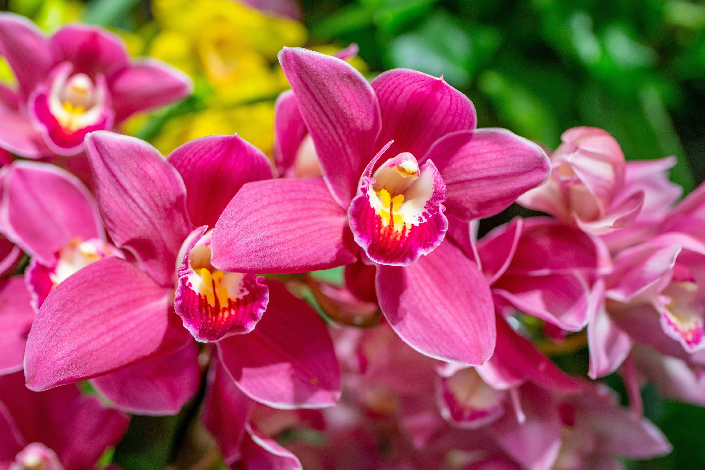 orchid-cymbidium.jpg