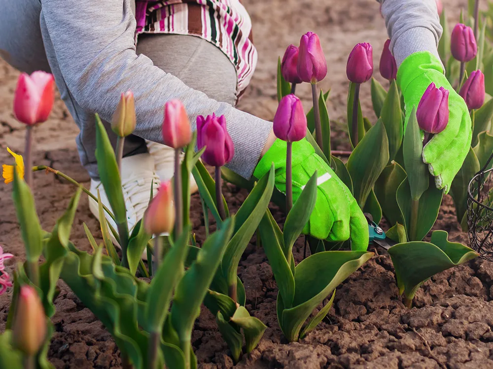 wickes-gardens-big-impact-small-garden-20.webp