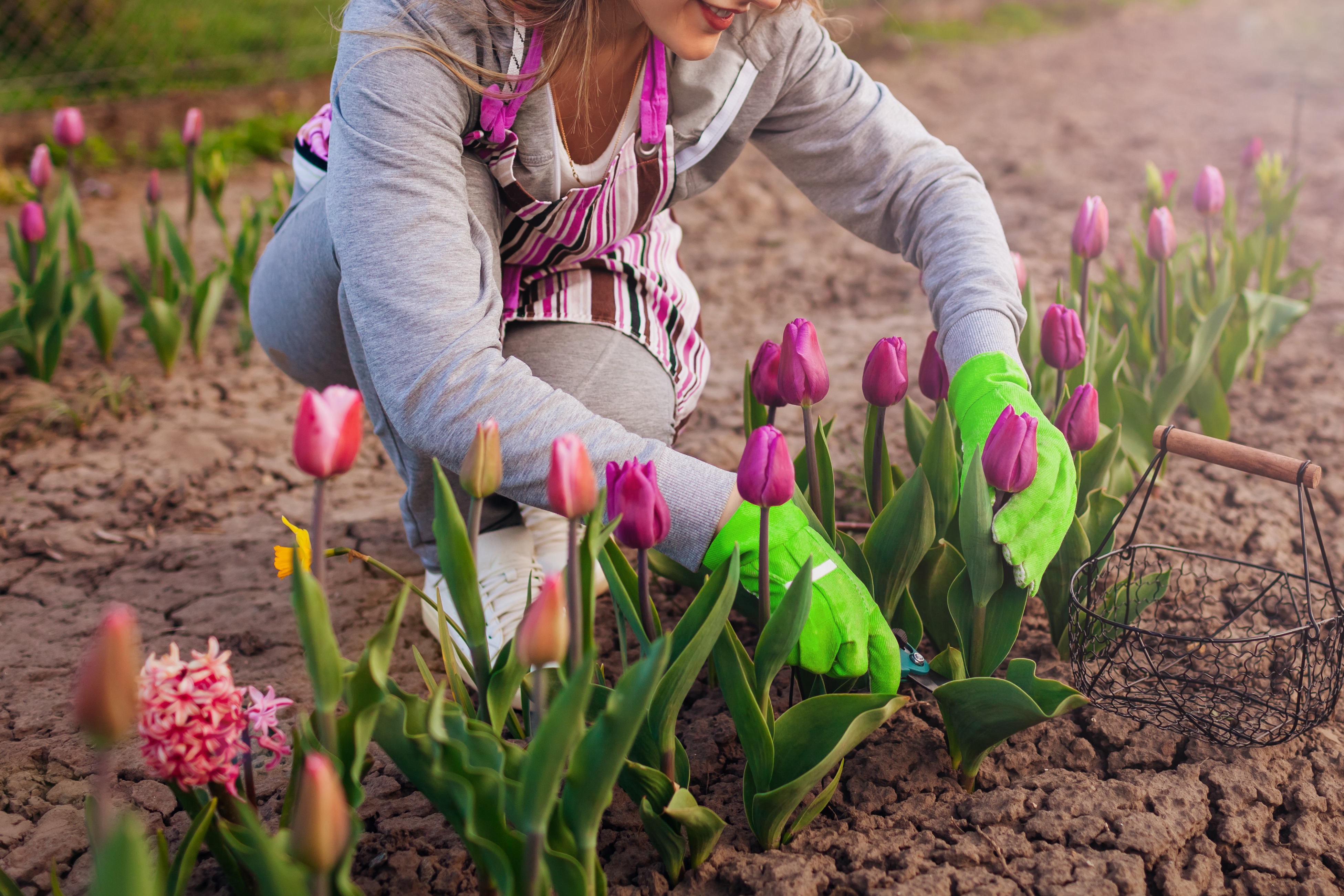 Getting_your_bulbs_in_for_spring-Avoiding_the_mistake_with_tulips.jpg