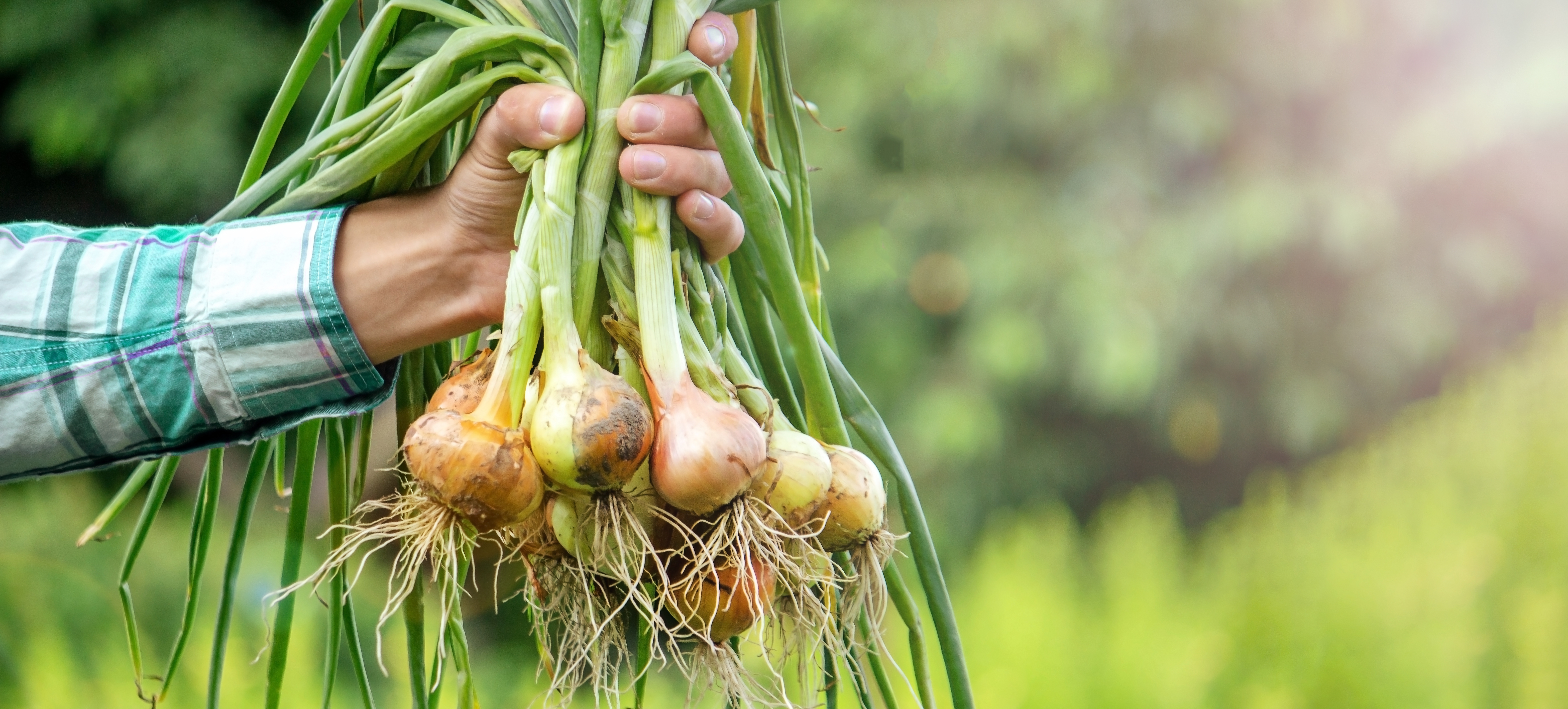 Early_summer_crop_harvest-Onions.jpg