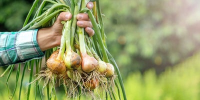 Early_summer_crop_harvest-Onions.jpg