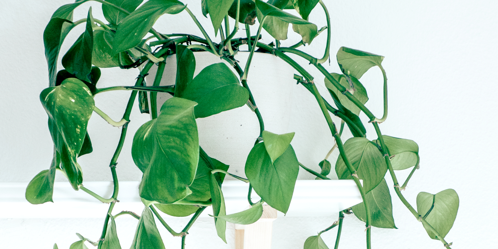 Otherimage3-Scandi-hangingplants.png