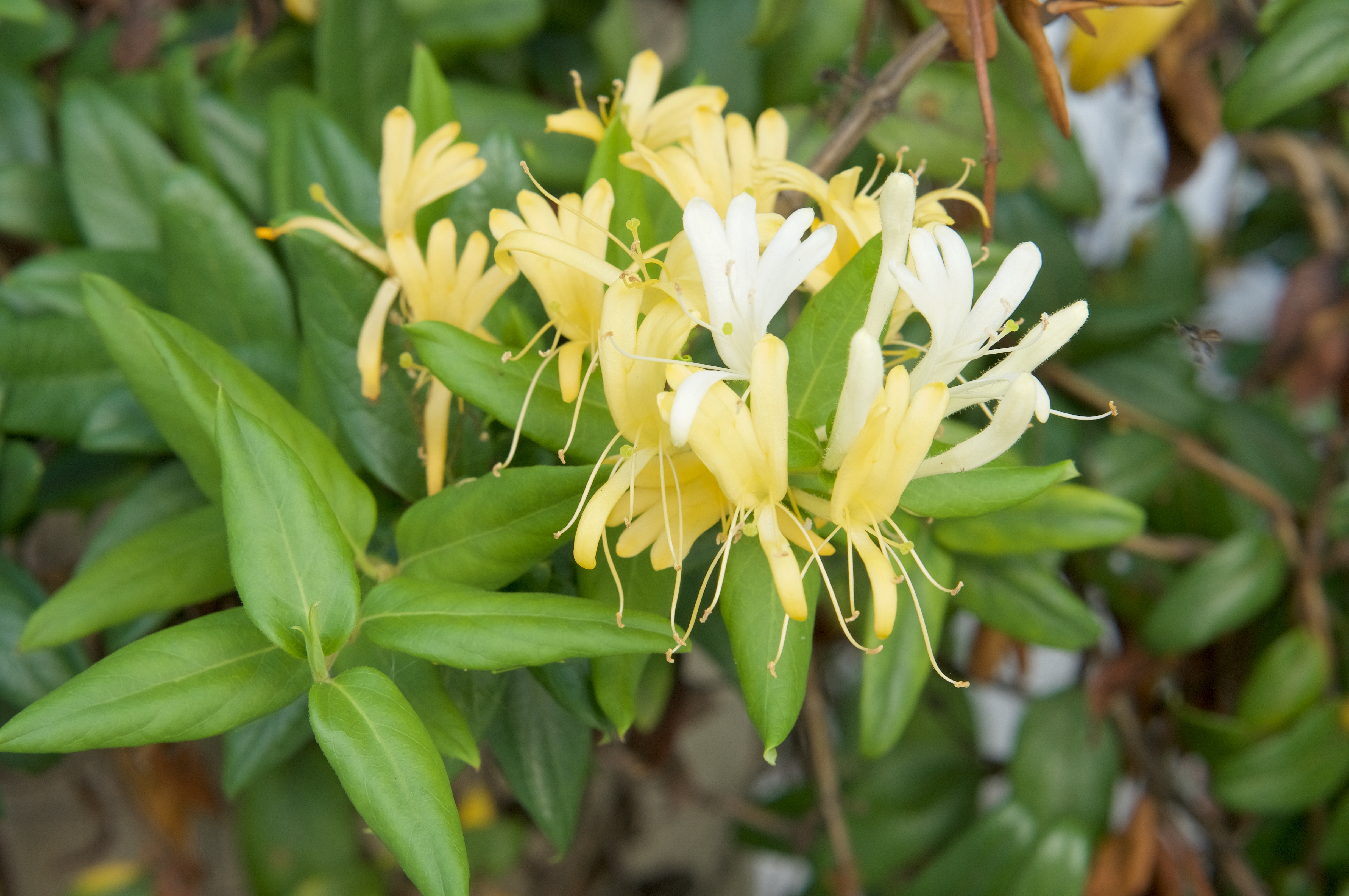 Prune_deciduous_shrubs_What_to_prune_-_honeysuckle.jpg
