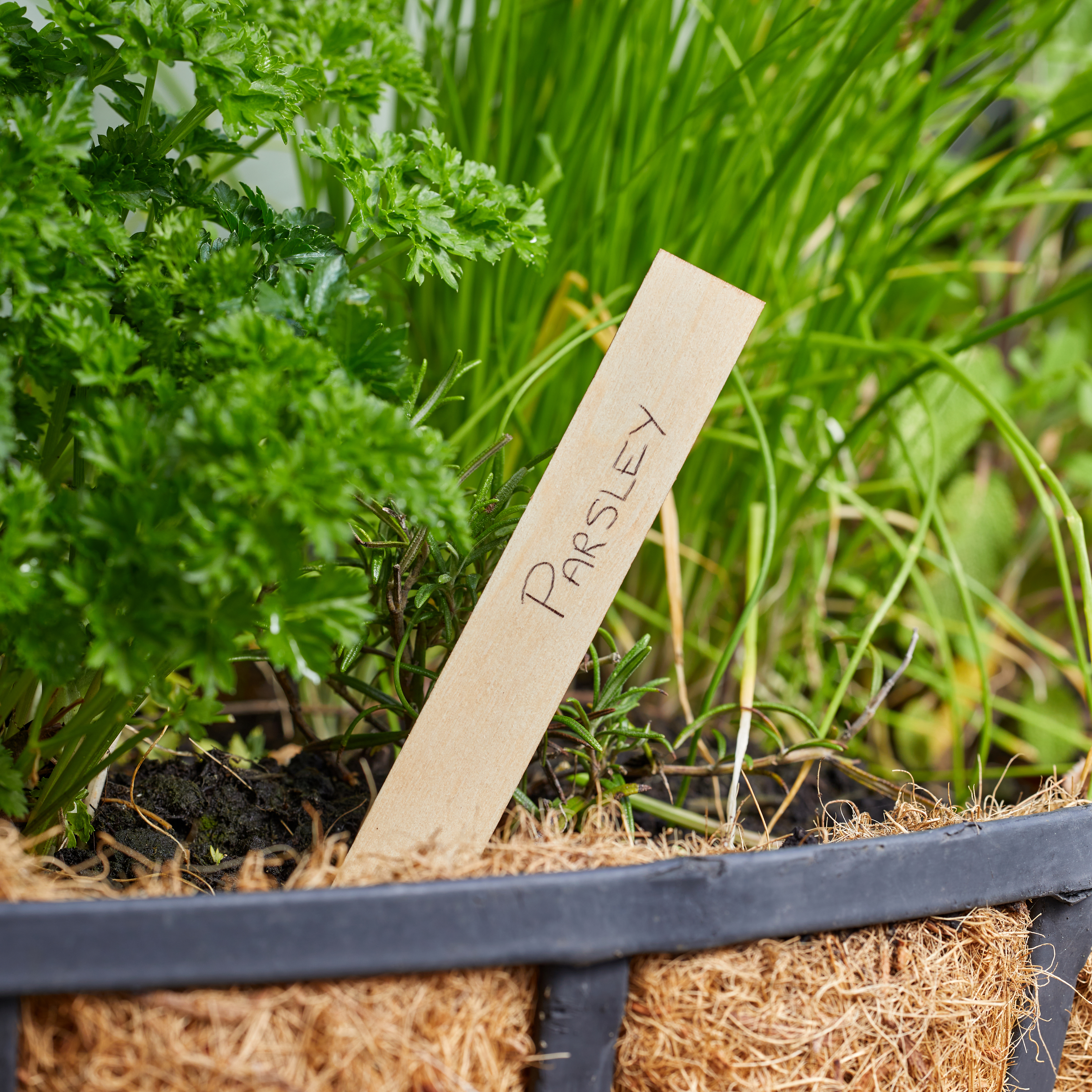 Smart Garden 15cm Wooden Plant Labels - Pack of 40