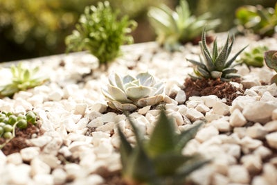 Succulents and pebbles