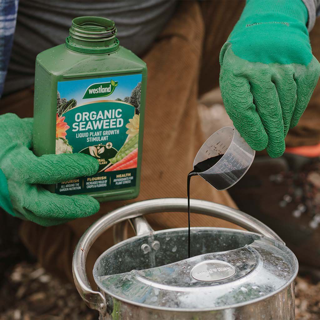Westland Seaweed Specialist Liquid Plant Feed - 1L