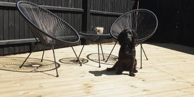 Dog_and_chairs_on_decking