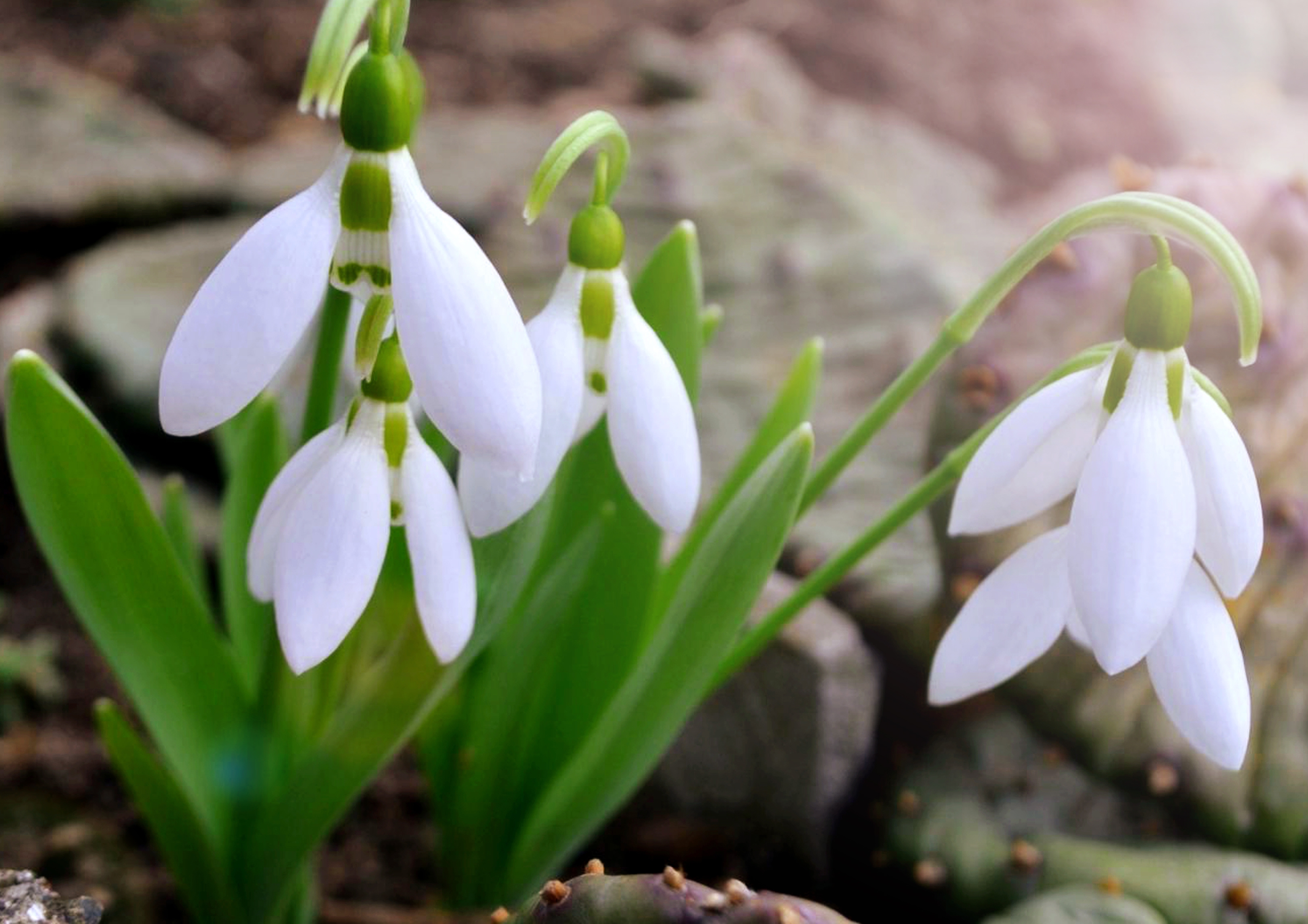 Getting_your_bulbs_in_for_spring-Snowdrops.jpg