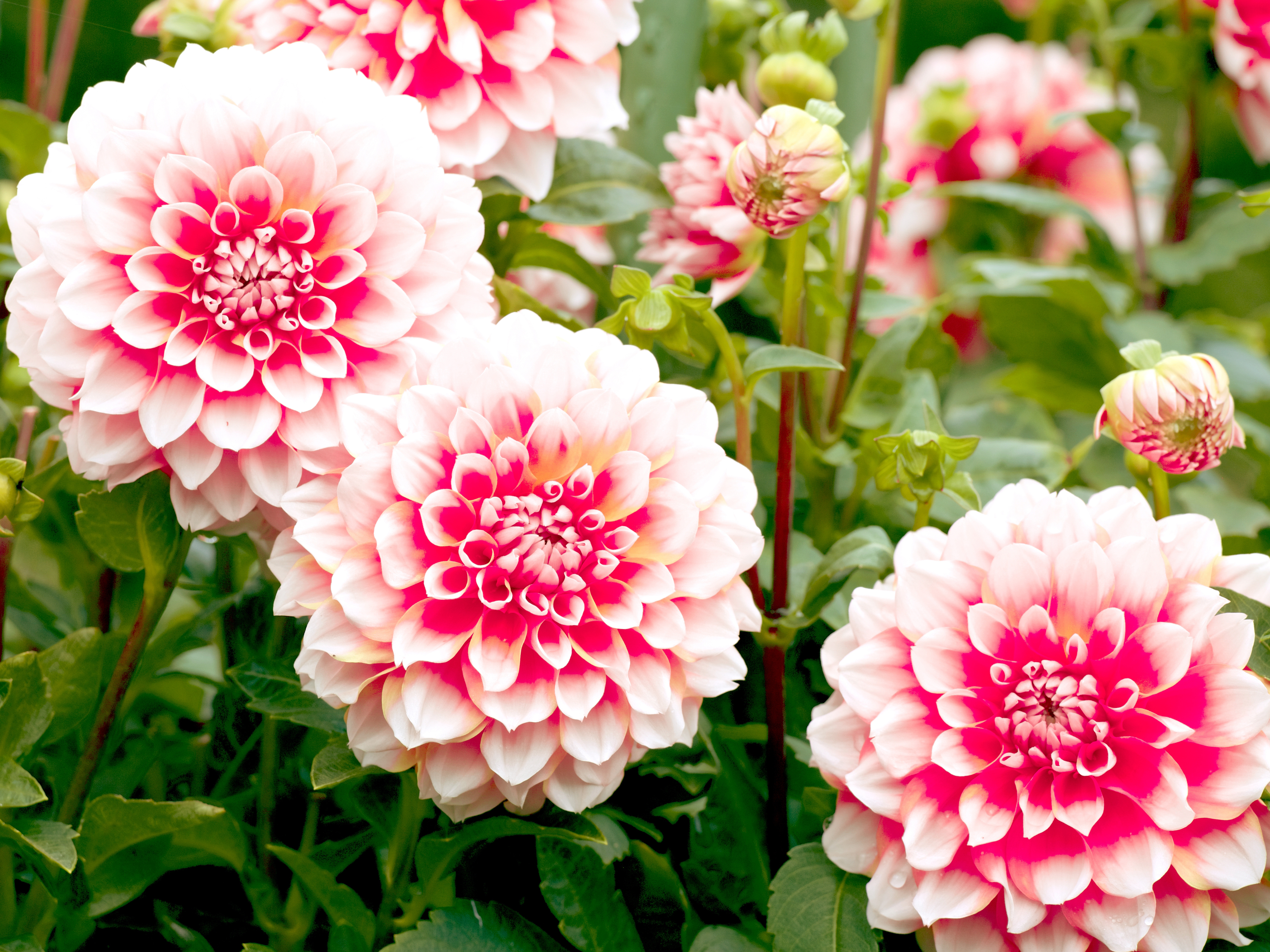 planting-dahlias.jpg