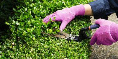 Trying your hand at topiary | Wickes.co.uk