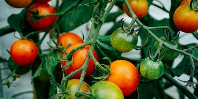 220719-SummerContent2-SummerPlanting-Tomatoes.jpg