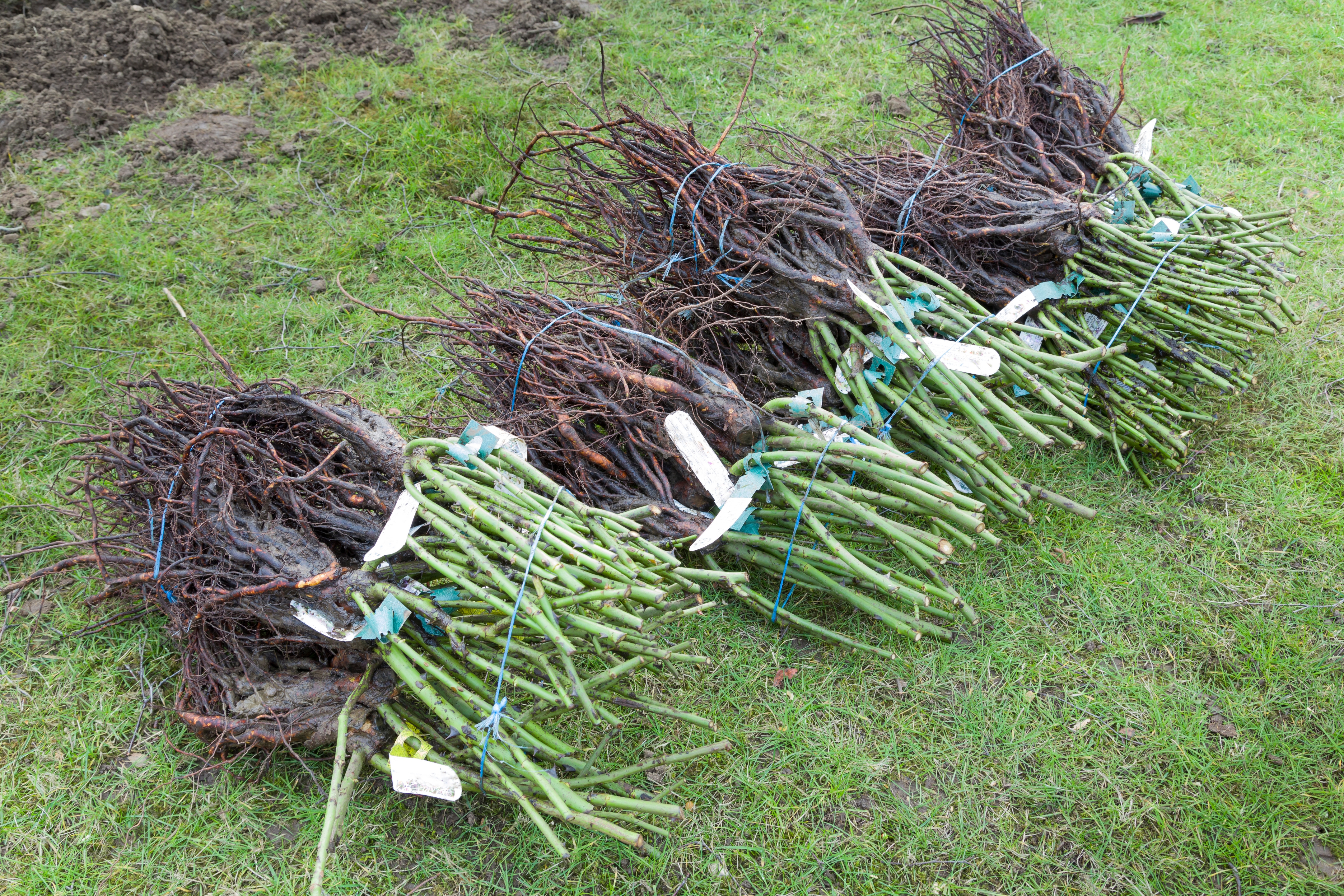late-winter-planting_What_are_bare_root_shrubs.jpg