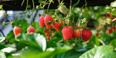220719-SummerContent2-SummerPlanting-Strawberries.jpg