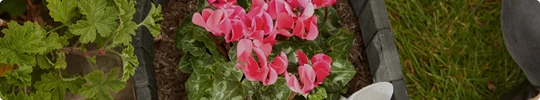 Ideas & Advice Card-Sping-2025.webp