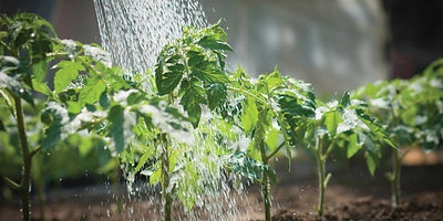 7.watering_plants.jpeg