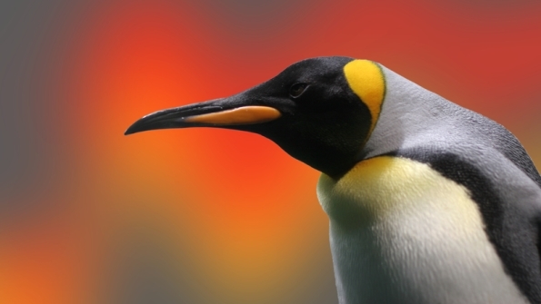 Penguin to represent Linux