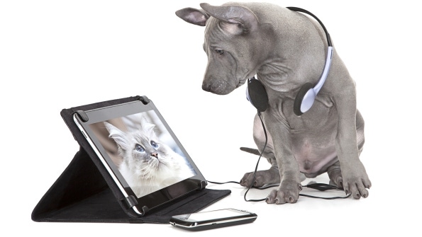 Q: How do I configure a load balancer to accept only SSL requests for a SharePoint 2010 FQDNs? Q: How do I configure a load balancer to accept only SSL requests for a SharePoint 2010 FQDNs?