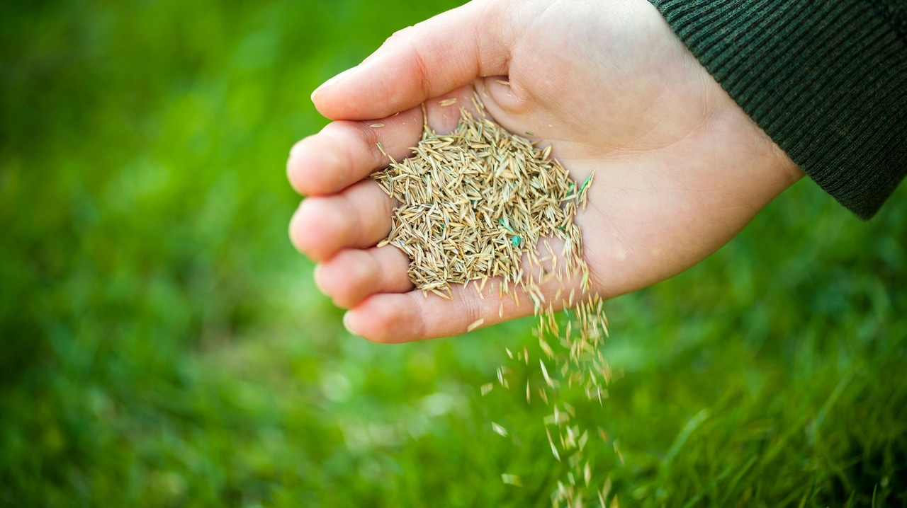 hand sowing grass seed hand sowing grass seed