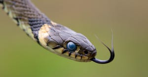 grass snake flicking its tongue