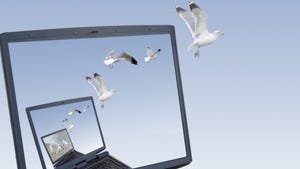 Laptop screen showing a laptop showing a laptop with birds