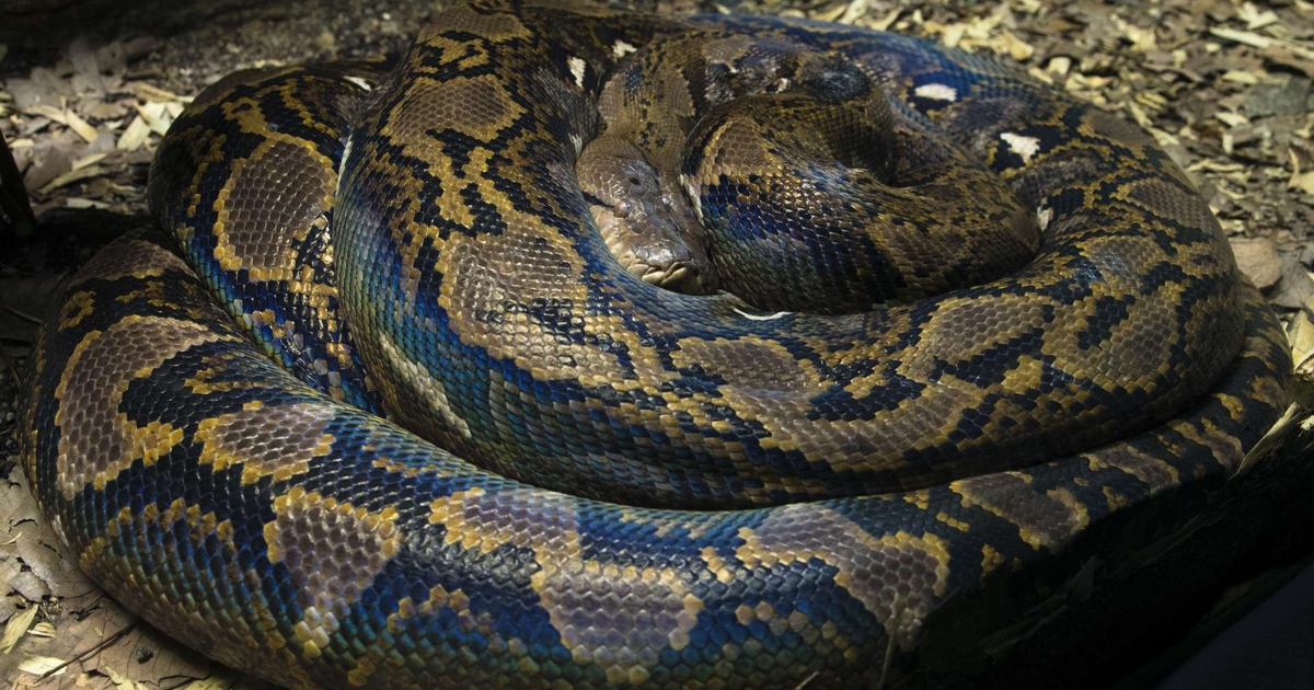 How to Run Python in RStudio Using the Reticulate Library in R