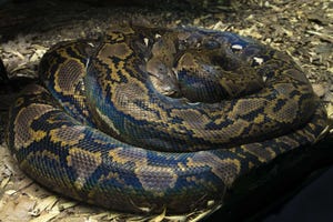 Reticulated Python Reticulated Python