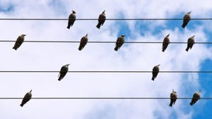 bird on electrical wires with blue sky background