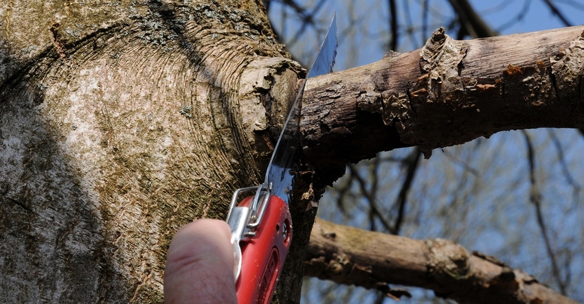 person cutting off a branch of a tree