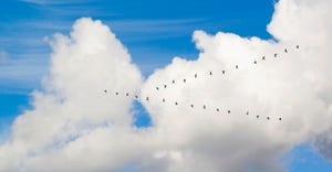 migrating birds flying through clouds