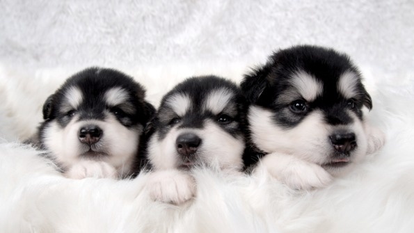 Three puppies in a blanket with only thier heads showing Three puppies in a blanket with only thier heads showing