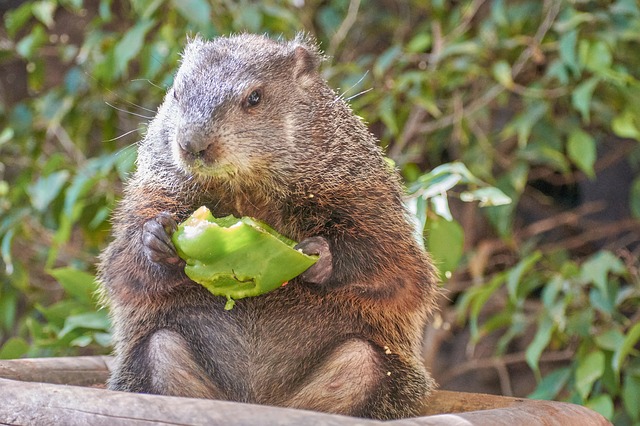 Ubuntu's "Bionic Beaver" 18.04 release gets 10 years support Ubuntu's "Bionic Beaver" 18.04 release gets 10 years support