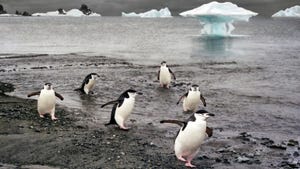 6 small penguins on the ice