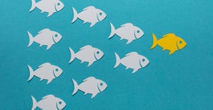 9 paper fish following a fish 9 paper fish following a fish