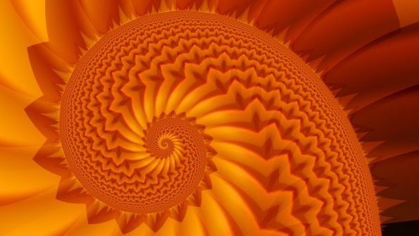 inside view of orange spiral shell inside view of orange spiral shell