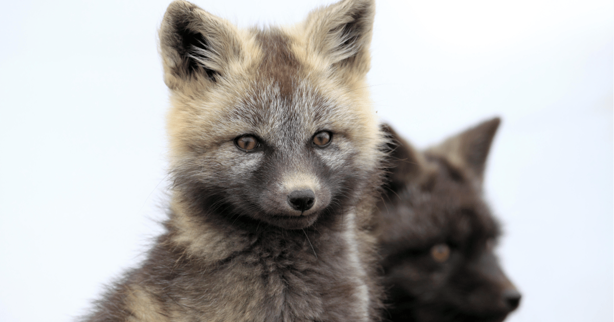 Silver Fox APT Blurs the Line Between Espionage & Cybercrime