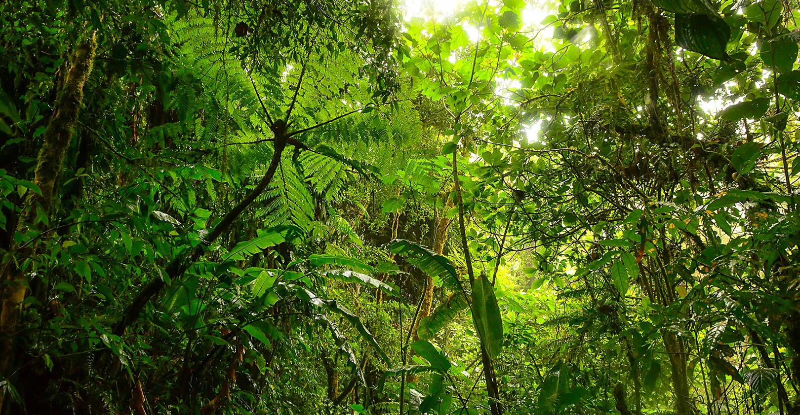 Rainforest