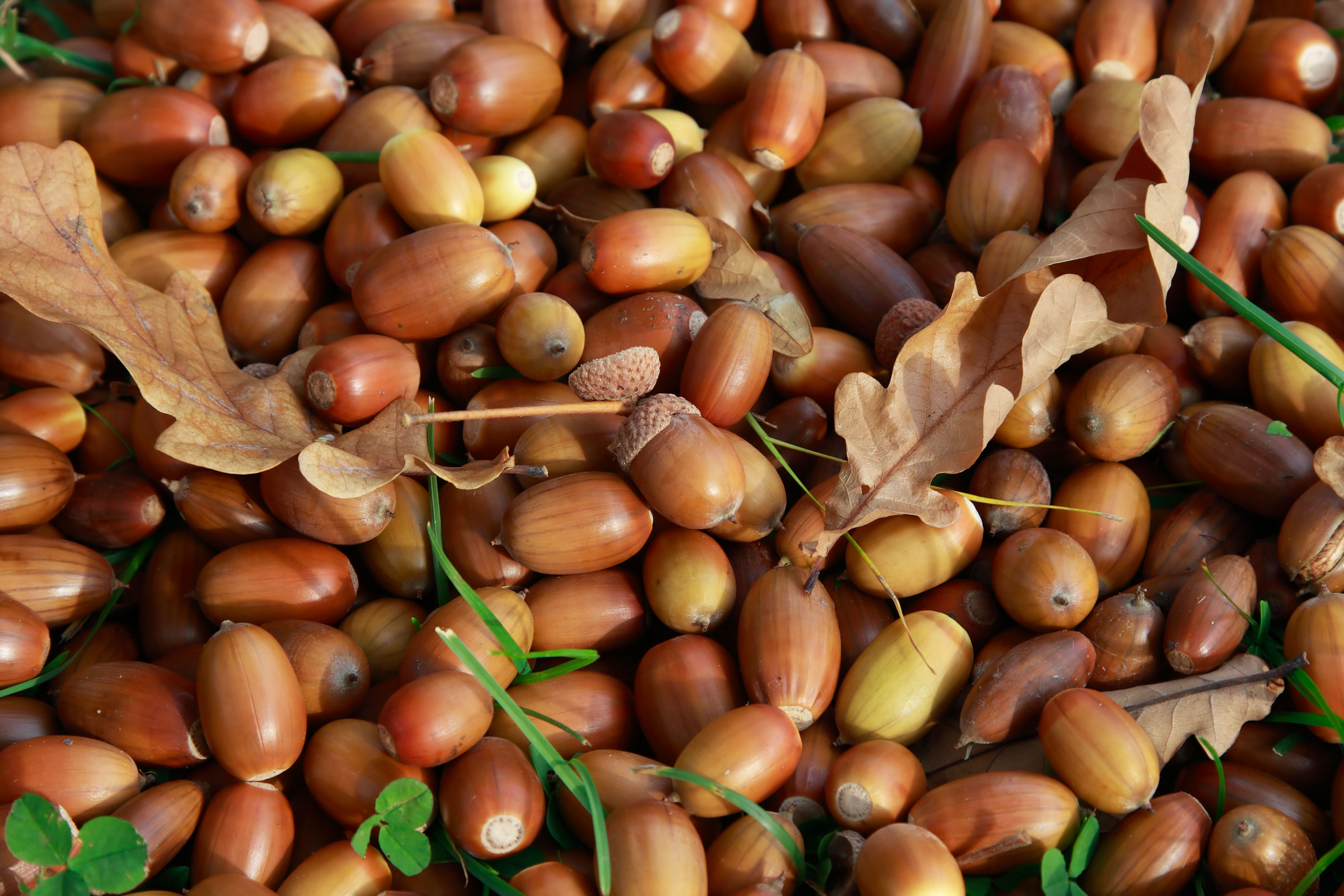 Acorn Labs: Rancher Co-Founders' New Kubernetes Startup