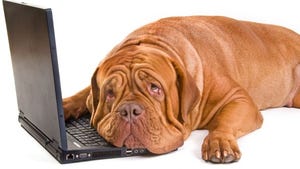 brown dog laying on black laptop keyboard