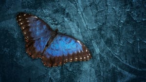 Blue and black butterfly on bluish rock background