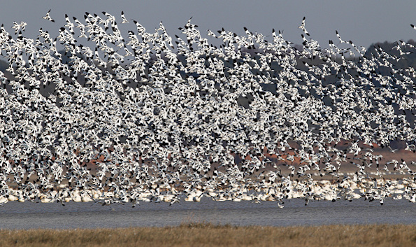 Does automatic failback use Live Migration?