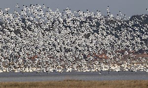 Does automatic failback use Live Migration? Does automatic failback use Live Migration?