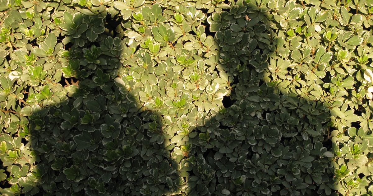 'Shadow Identity’ Crisis Leaves Security Teams in the Dark