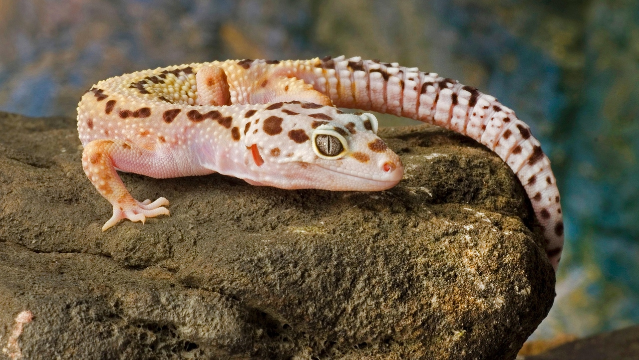 Gecko Gecko