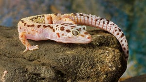 Gecko Gecko