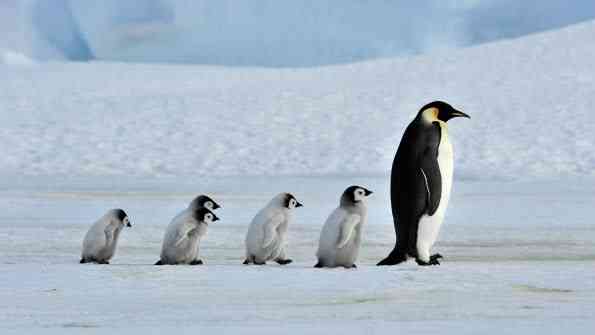 Linux Holds Its Own in VDI